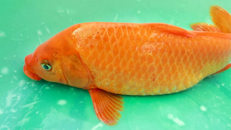 Mơ thấy cá đánh con gì? Giải mã những giấc mơ xuất hiện cá 6 mơ thấy cá đánh con gì thì người gặp mộng cần phải xem xét từng chi tiết