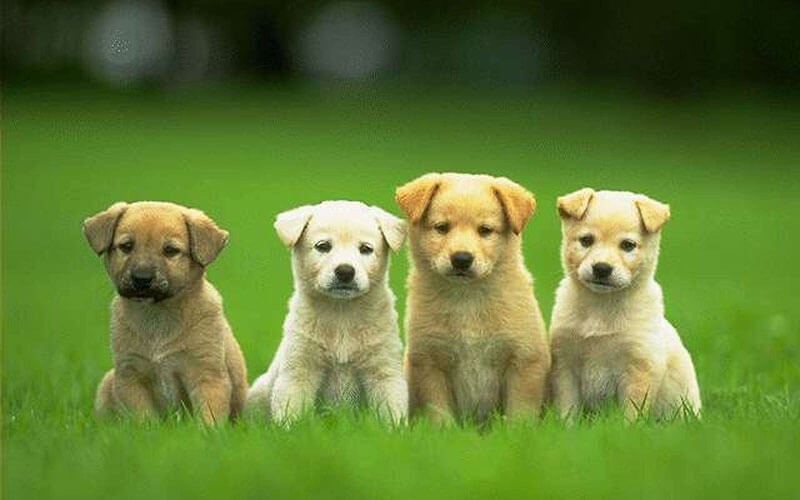 Nằm mơ thấy chó điềm tốt hay điềm xấu? Đánh con gì 11 Nằm mơ thấy chó dí