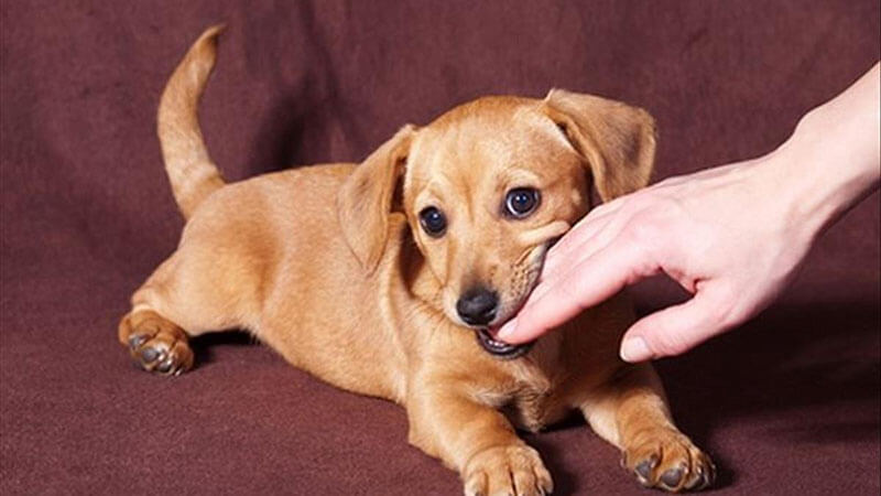 Nằm mơ thấy chó điềm tốt hay điềm xấu? Đánh con gì 7 việc nằm mơ thấy chó sẽ mang đến nhiều điều may mắn