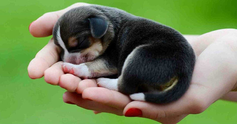 Nằm mơ thấy chó điềm tốt hay điềm xấu? Đánh con gì 9 Nằm mơ thấy chó đen là gì