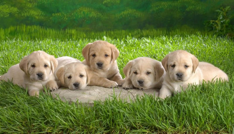 Nằm mơ thấy chó điềm tốt hay điềm xấu? Đánh con gì 12 Nằm mơ thấy chó đẻ