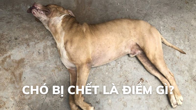 chó chết đánh con gì