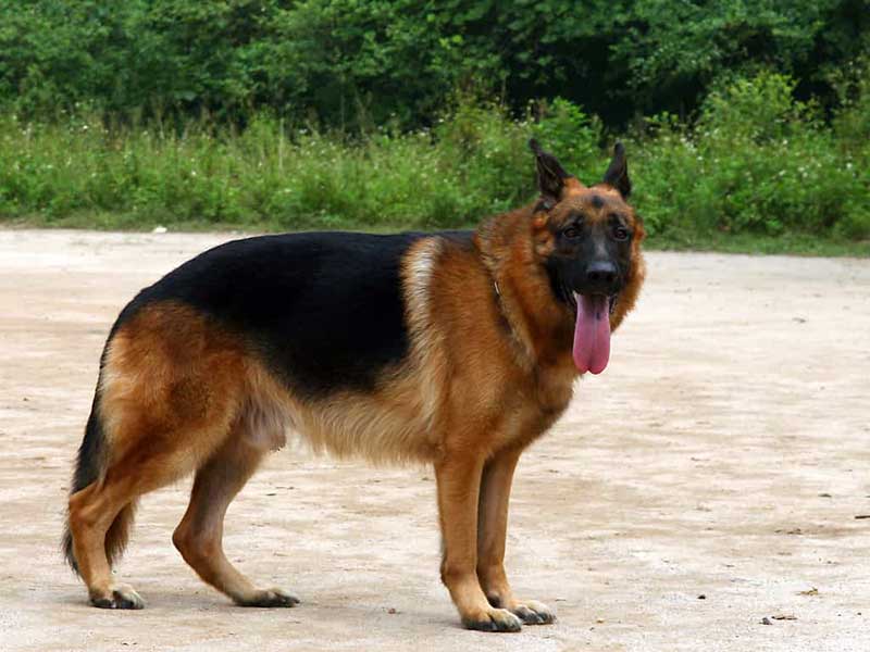 chó vào nhà điềm báo gì