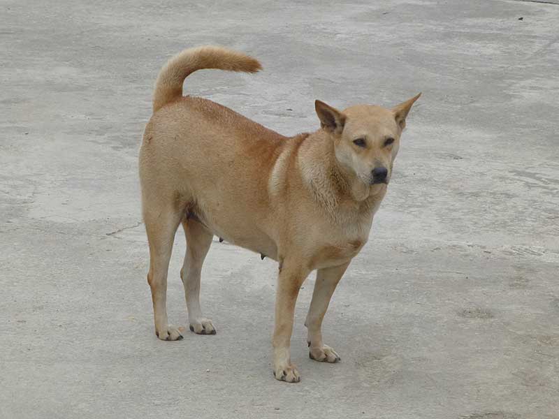 tại sao chó lạ vào nhà