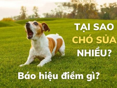 Tự nhiên thấy chó sủa nhiều là điềm gì? Liệu có nguy hiểm hay đáng sợ hay không?