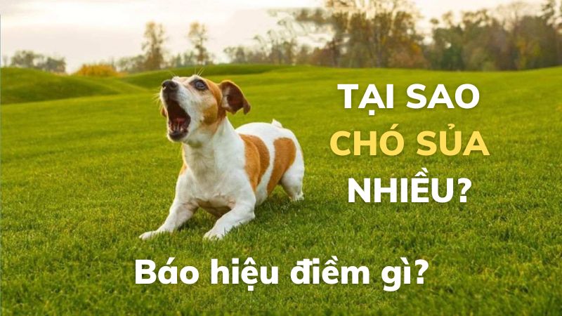 lý do chó sủa nhiều