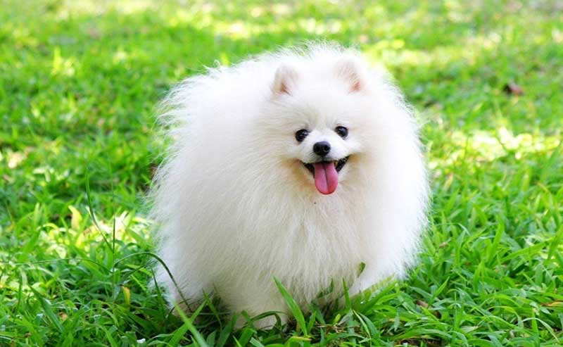 chó trắng vào nhà có phải điềm xấu