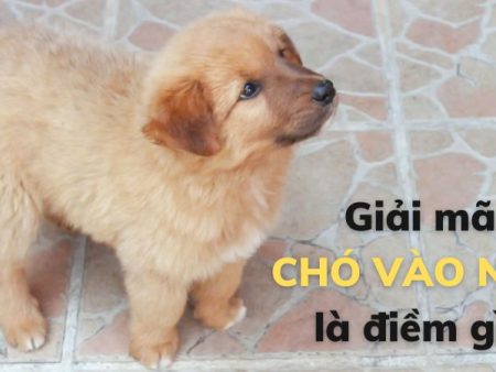 Giải mã chó vào nhà là điềm gì Đừng bỏ qua luận giải này
