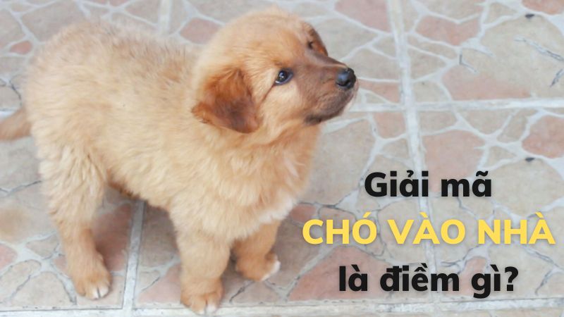 chó vàng vào nhà là điềm gì