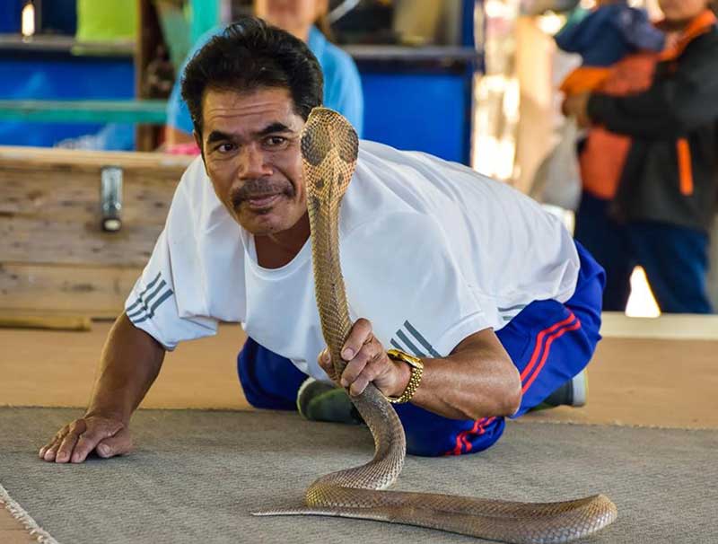 nằm mơ thấy rắn hổ mang