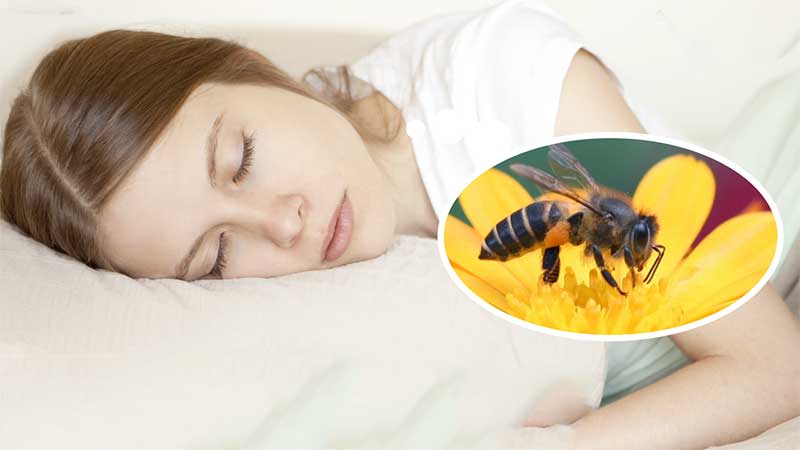 Ong bay vào nhà mang theo điềm báo gì? Luận giải để biết ý nghĩa 11 nằm mơ thấy ong bay vào nhà
