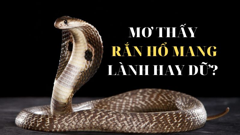 mơ thấy rắn hổ mang chúa