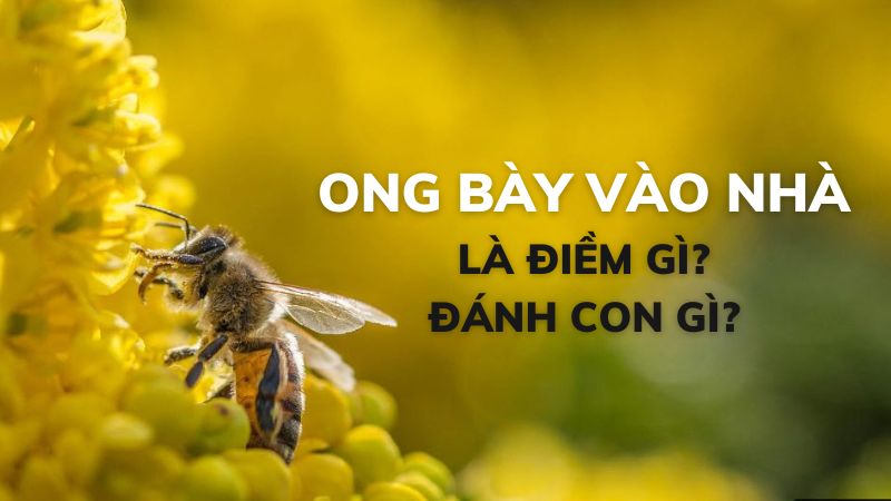 Ong bay vào nhà mang theo điềm báo gì? Luận giải để biết ý nghĩa 8 ong bay vào nhà đánh số gì