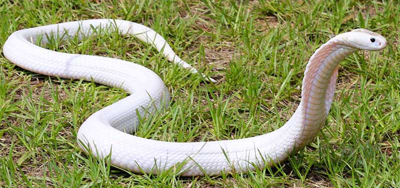 mơ thấy rắn hổ mang trắng đánh con gì