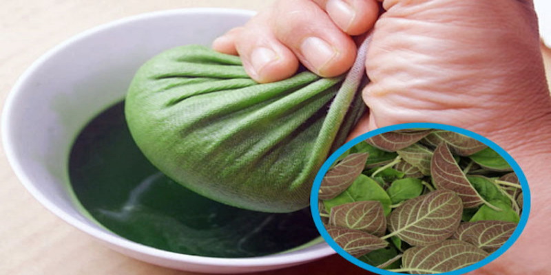 10 Cách giải vận đen lô đề chuyển bại thành thắng 8 Uống nước lá mơ là cách giải vận đen lô đề lấy độc trị độc